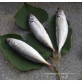 Seafrozen trachurus japonicus horse mackerel wr 15cm